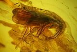 Fossil Caddisfly (Trichoptera) & Fly (Diptera) in Baltic Amber #142243-1